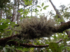 Sphaerophorus tuckermanii