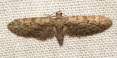 Eupithecia oxycedrata