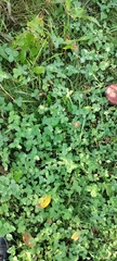 Trifolium