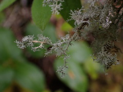 Sphaerophorus tuckermanii