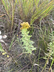 Solidago missouriensis