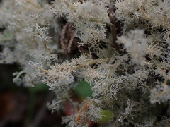 Sphaerophorus tuckermanii