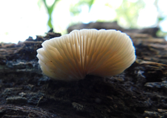 Crepidotus