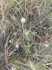 Brickellia eupatorioides