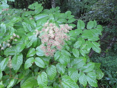 Aralia cordata