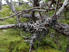 Hypogymnia duplicata