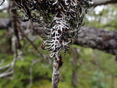 Hypogymnia duplicata