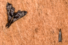 Raphiptera argillaceellus