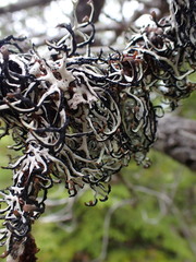 Hypogymnia duplicata