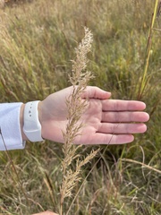 Sorghastrum