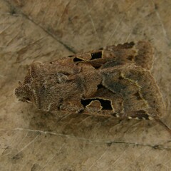 Orthosia gothica