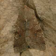 Orthosia incerta