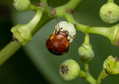 Hemithyrsocera palliata