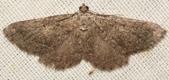 Rhoptria asperaria