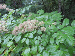 Aralia cordata