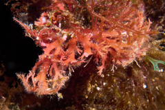 Sphaerococcus coronopifolius