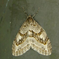 Trichopteryx polycommata