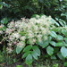 Aralia cordata - Photo (c) belvedere04, some rights reserved (CC BY-NC), uploaded by belvedere04