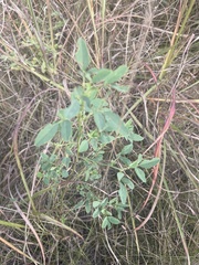 Melilotus officinalis