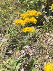 Solidago pallida