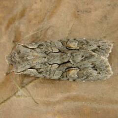 Lithophane furcifera