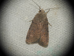 Caradrina flavirena