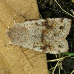 Orthosia incerta