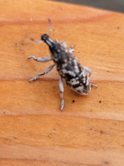 Cyphocleonus achates