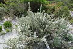 Eriocephalus racemosus