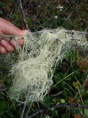 Alectoria sarmentosa