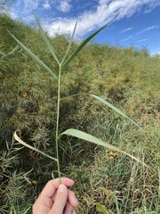 Phragmites