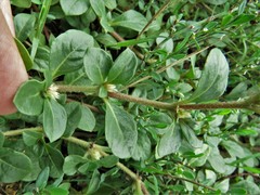 Alternanthera pungens