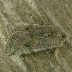 Orthosia incerta