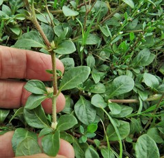 Alternanthera pungens