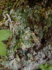 Icmadophila ericetorum