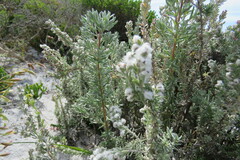 Eriocephalus racemosus