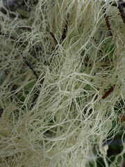 Alectoria sarmentosa