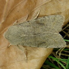 Orthosia incerta