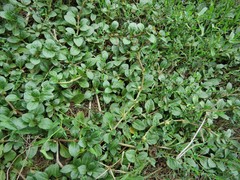 Alternanthera pungens