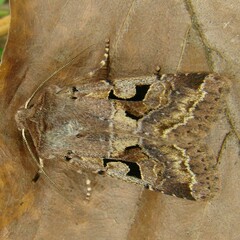 Orthosia gothica