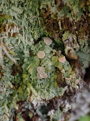 Icmadophila ericetorum