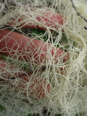 Alectoria sarmentosa