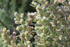 Eriocephalus racemosus