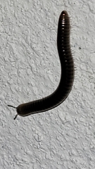 Cylindroiulus