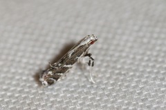 Leucospilapteryx venustella