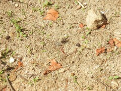 Oedipoda caerulescens