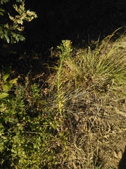 Erigeron