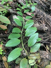 Rhaphidophora