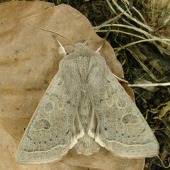 Orthosia gracilis