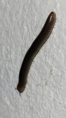 Cylindroiulus